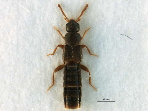 Image of Phloeopora canadensis Klimaszewski & Langor 2011