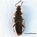 Image of Brachyusa helenae (Casey 1911)