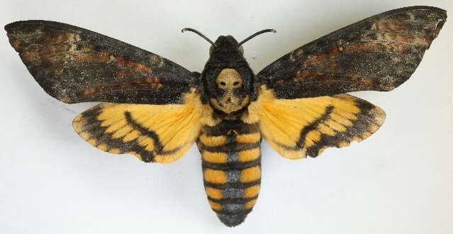 Image of African death head's hawkmoth