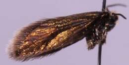 Image of marsh marygold moth