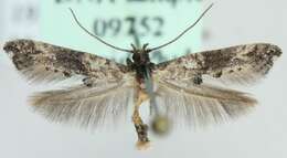 Image of <i>Epermenia chaerophyllella</i>