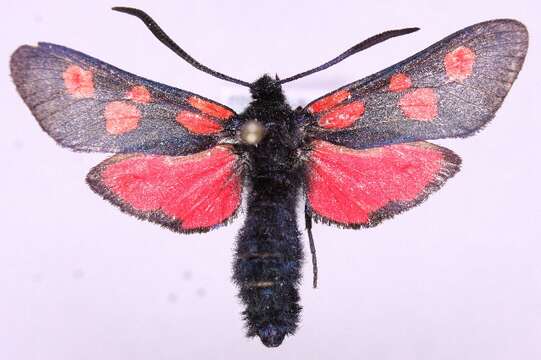 Image of Zygaena lonicerae Scheven 1777