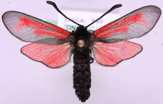 Image of <i>Zygaena minos</i>