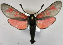 Image of <i>Zygaena minos</i>