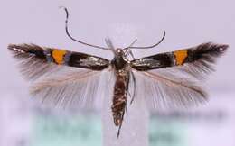 Image of <i>Cosmopterix orichalcea</i>