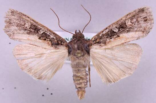 Image of Black Army Cutworm