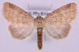 Image of Cordgrass Borers