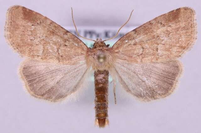 Image of Cordgrass Borers