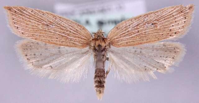 Imagem de Acleris lorquiniana Duponchel 1834