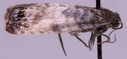 Image of Sallow-shoot Piercer