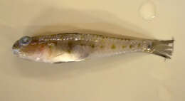 Image of Lesueurigobius