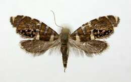 Image of Ermine Moths and kin