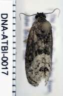 Image of Locust Twig Borer Moth