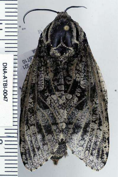 Image of Carpenterworm Moth