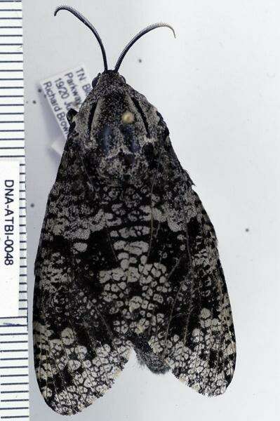 Image of Carpenterworm Moth