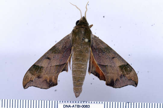 Image of Virginia Creeper Sphinx