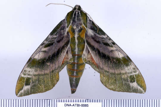 Image of Hydrangea sphinx