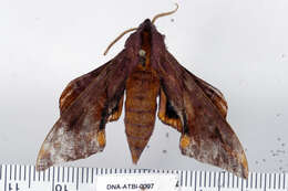 Image of Huckleberry Sphinx