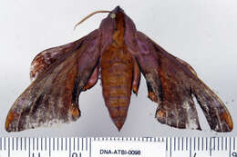 Image of Huckleberry Sphinx