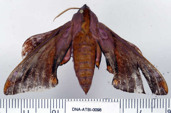 Image of Huckleberry Sphinx