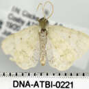 Image of <i>Idaea obfusaria</i>