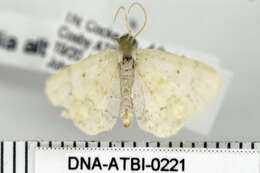 Image of <i>Idaea obfusaria</i>