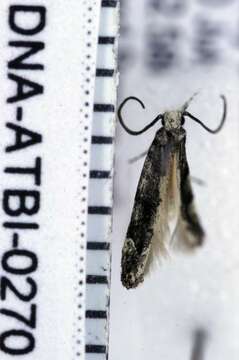 Image of Coleotechnites Flower Moth