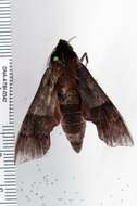 Image of Azalea Sphinx