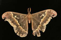 Image of Tulip-tree Silkmoth