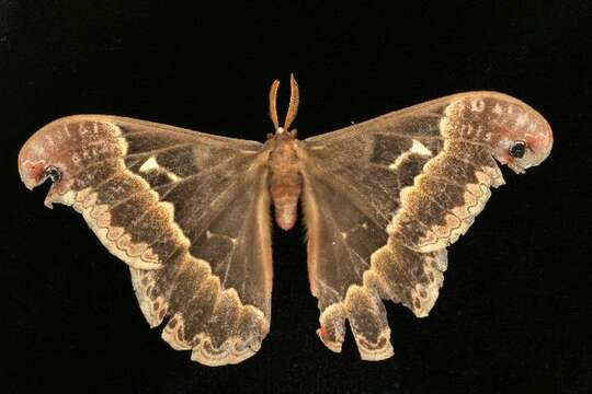 Image of Tulip-tree Silkmoth