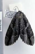 Image of Arthropoda