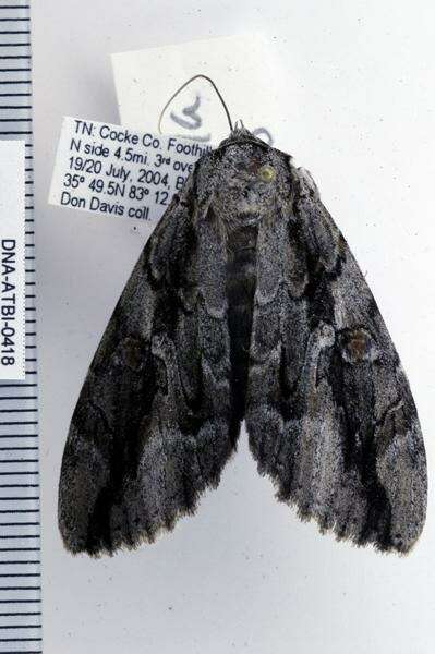Image of Arthropoda