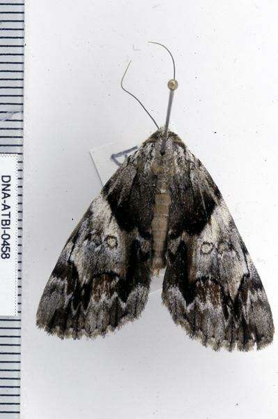 Image of Charming Underwing