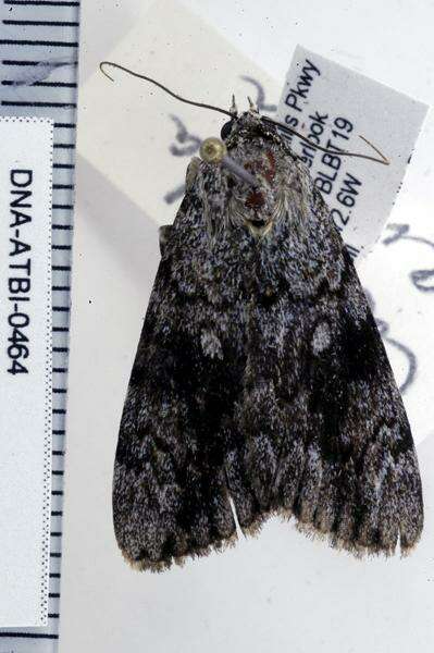 Image of Girlfriend Underwing