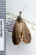 Image of Vetch Looper Moth