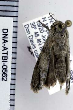 Image of Exiled Dagger Moth