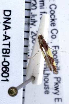 Image of Caloptilia bimaculatella (Ely 1915)