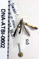 Image of Walnut Caloptilia