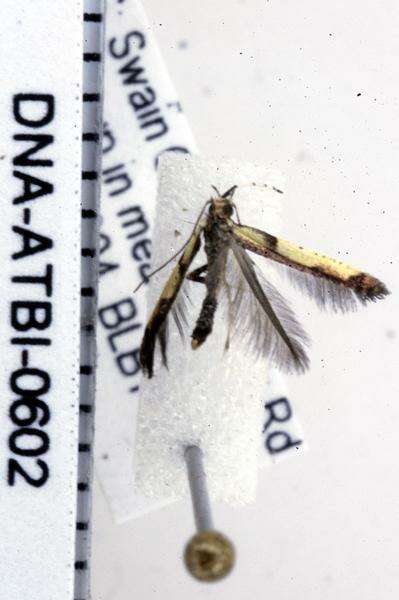 Image of Walnut Caloptilia