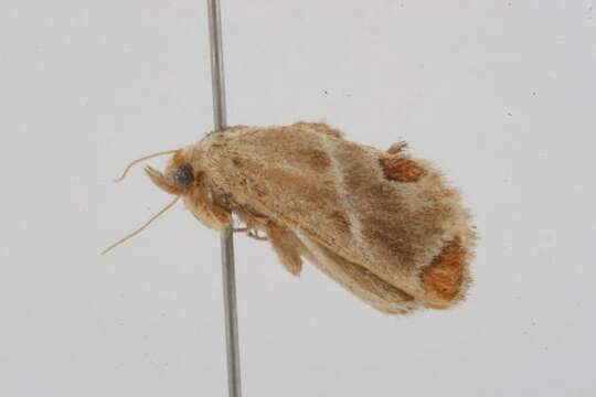 Image of Shagreened Slug Moth