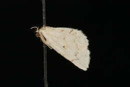 Image of <i>Idaea obfusaria</i>