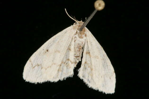 Image of <i>Idaea obfusaria</i>