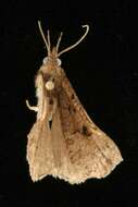 Image of <i>Hypena edictalis</i>
