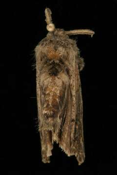 Image of Yellow-based Tussock Moth