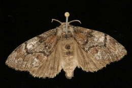 Image of Manto Tussock Moth
