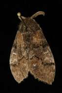 Image of Manto Tussock Moth