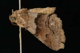 Image of Gray-banded Zale Moth