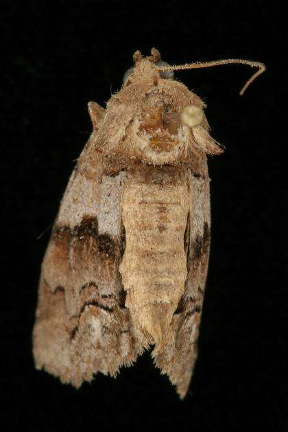 Image of Gray-banded Zale Moth