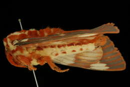 Image of Regal Moth