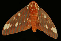 Image of Regal Moth